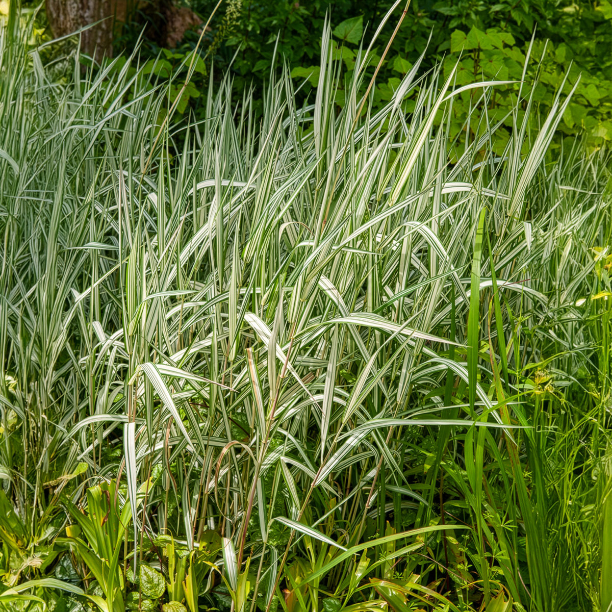 Phalaris arundinacea Feesey - Rohrglanzgras Feesey - Gräser