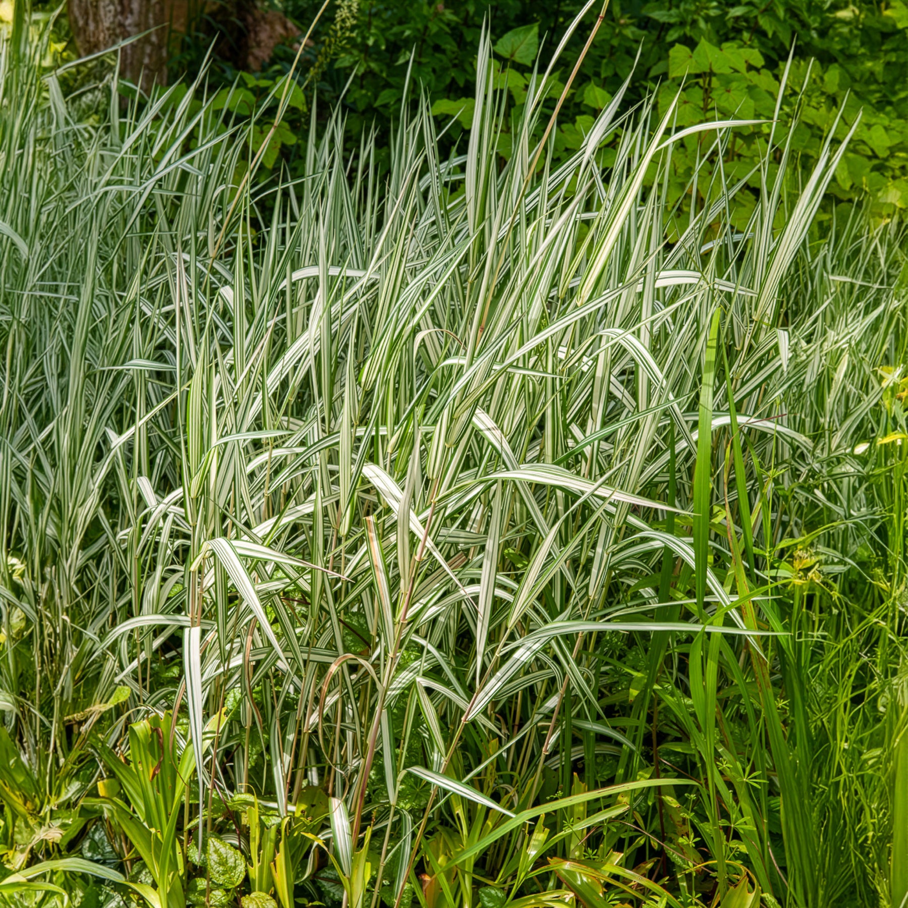 Phalaris arundinacea Feesey - Rohrglanzgras Feesey - Gräser