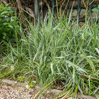 Phalaris arundinacea Picta - Panaschiertes Hirtenband Baldingère faux-rosseau Picta - Gräser