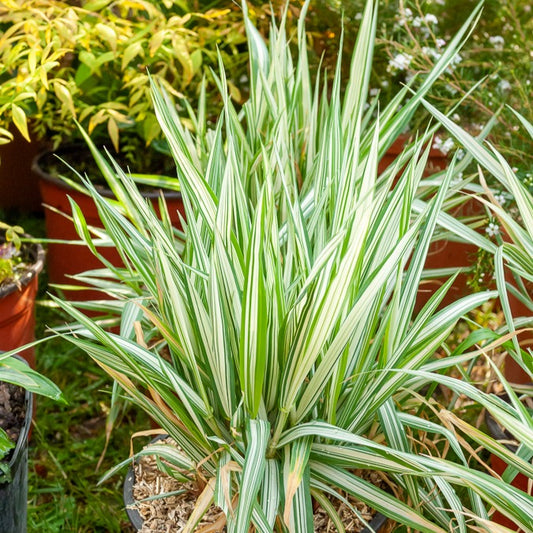 Panaschiertes Hirtenband Baldingère faux-rosseau Picta - Bakker