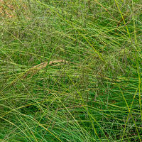 Prärie-Tropfengras - Sporobolus heterolepis - Bakker