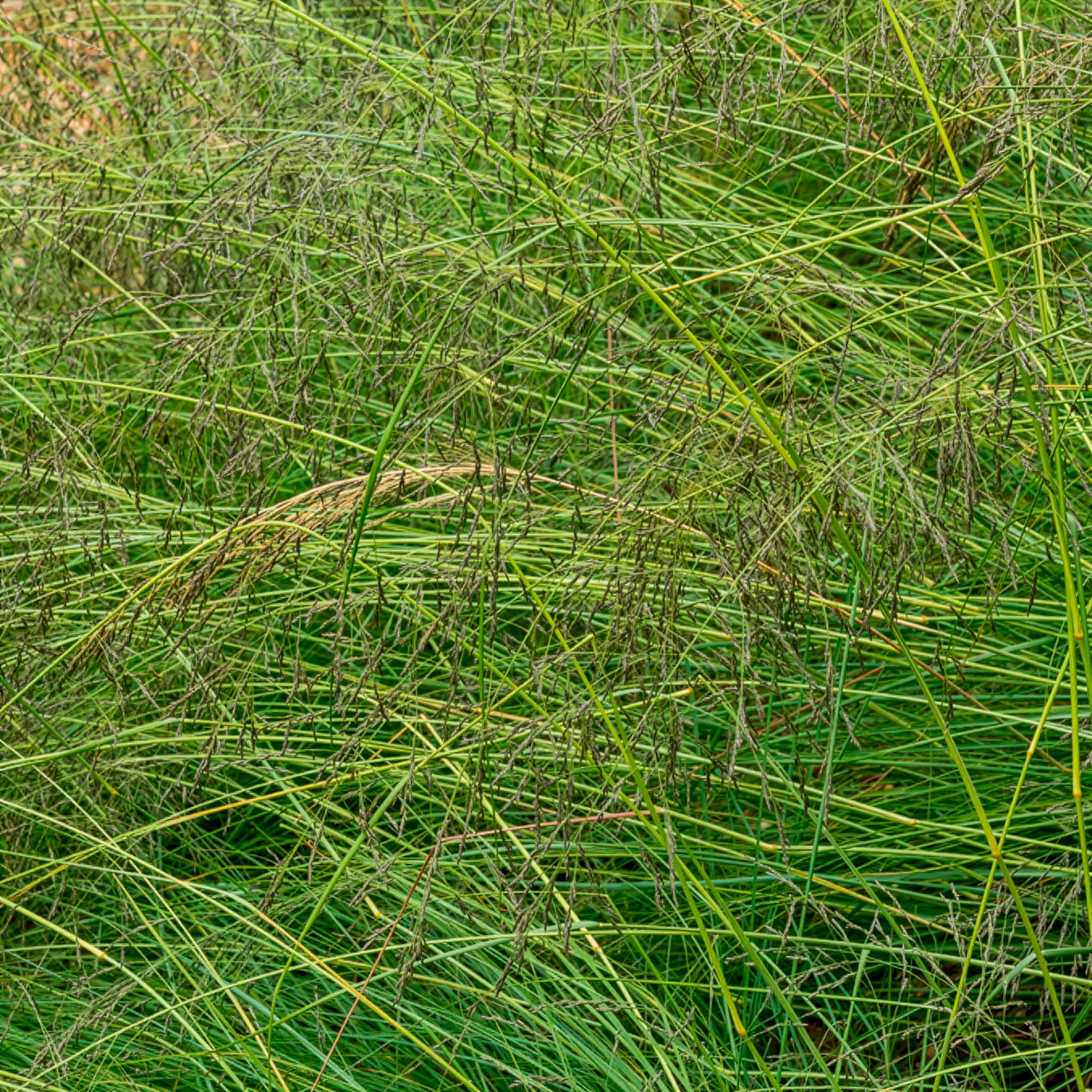 Prärie-Tropfengras - Sporobolus heterolepis - Bakker