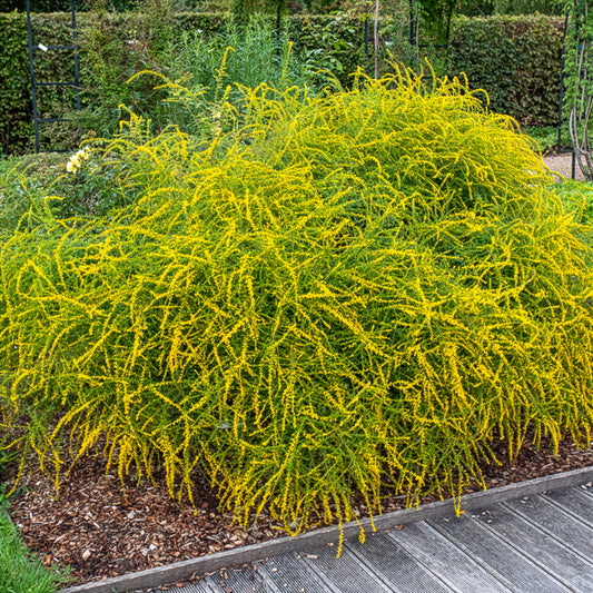 Goldrute Fireworks - Bakker