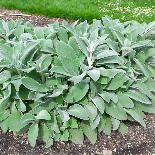 Wollziest Cotton Boll - Bakker