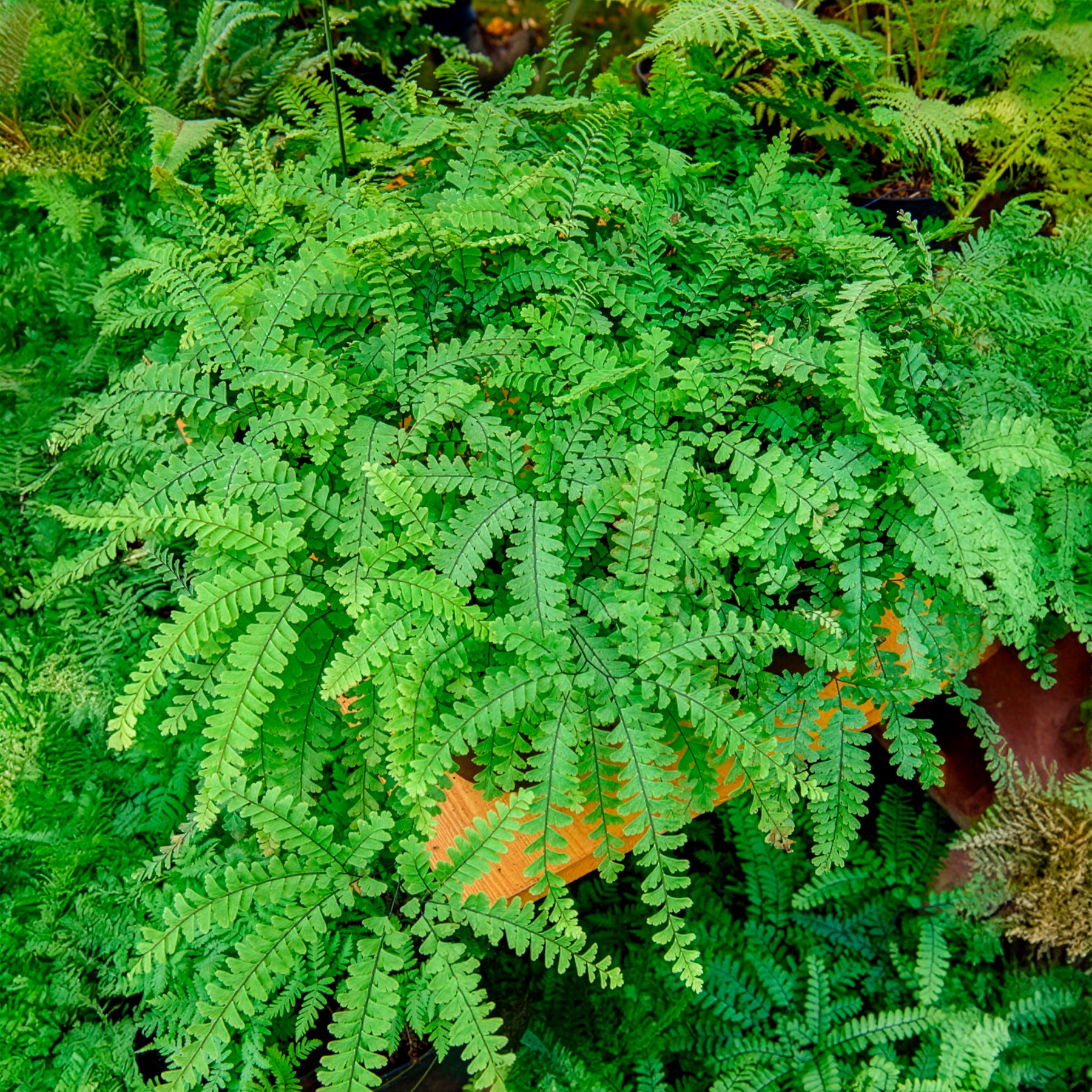 Pfauenrad-Frauenhaarfarn - Adiantum pedatum - Bakker