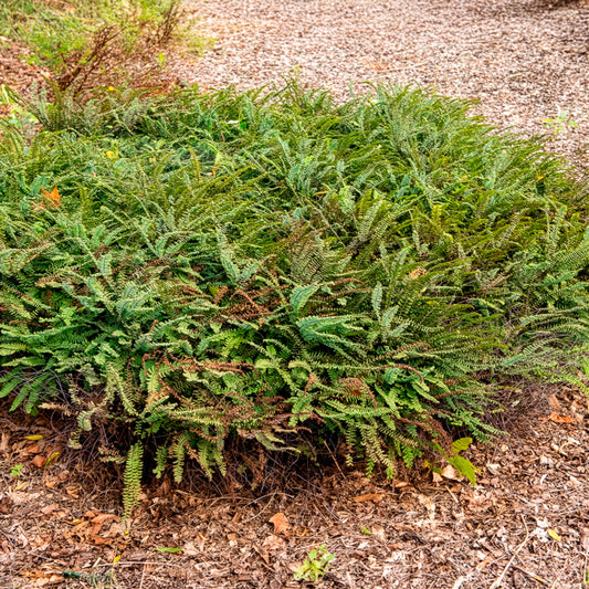 Pfauenrad-Frauenhaarfarn - Bakker