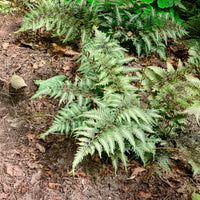 Verkauf Japanischer Regenbogenfarn Metallicum