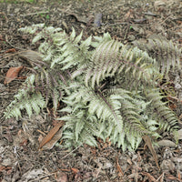 Japanischer Regenbogenfarn Metallicum - Athyrium niponicum var. pictum (metallicum) - Bakker