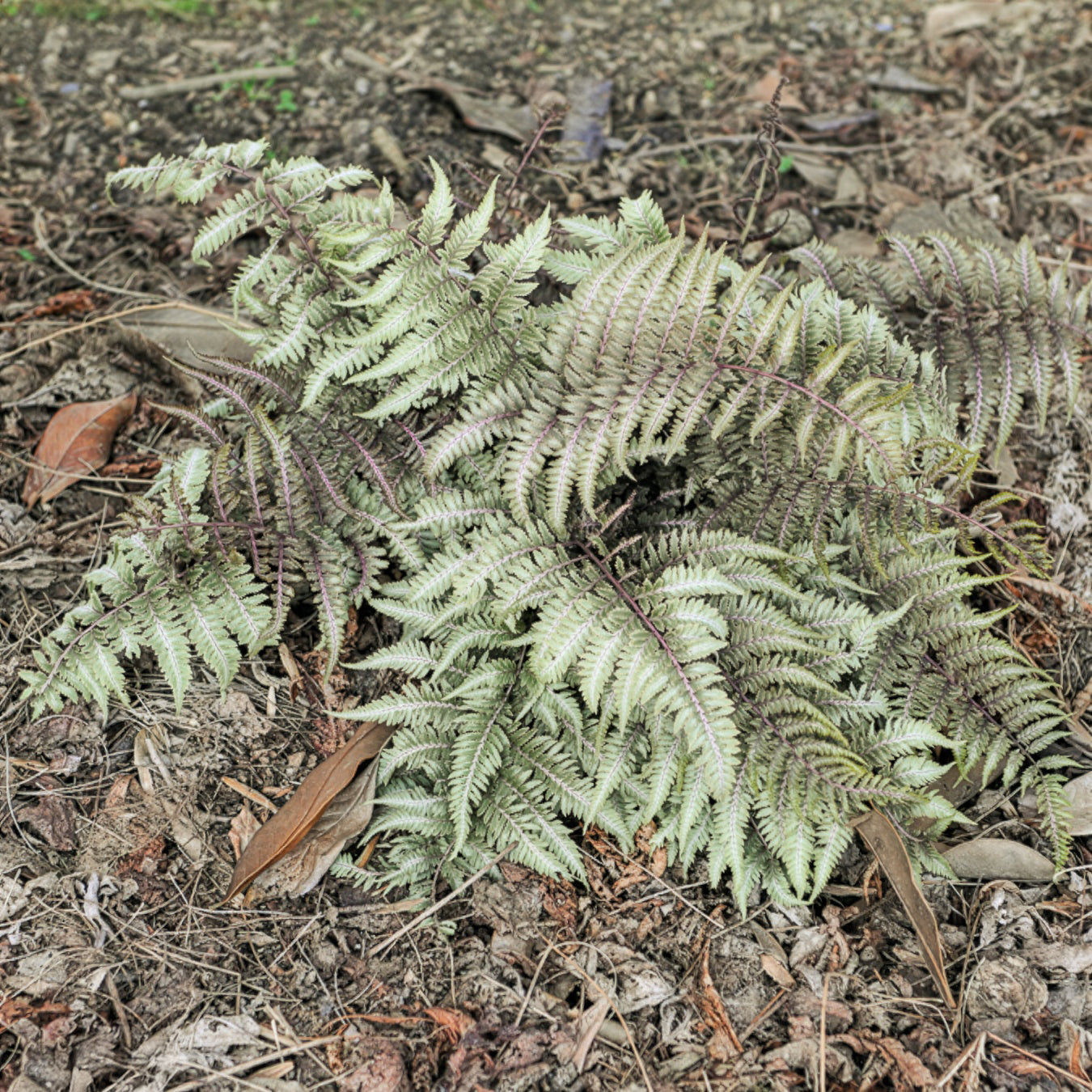 Japanischer Regenbogenfarn Metallicum - Athyrium niponicum var. pictum (metallicum) - Bakker