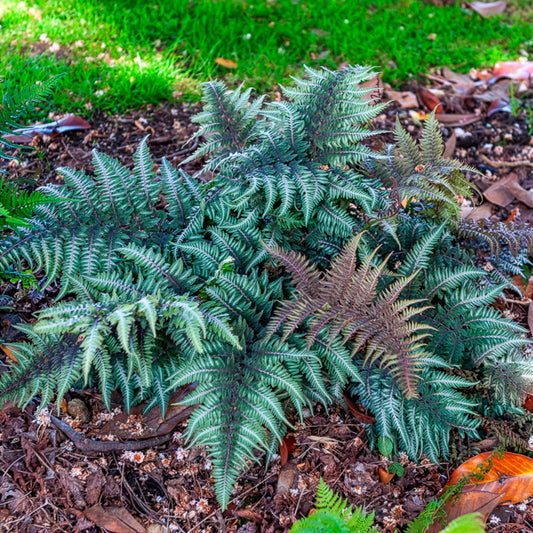Japanischer Regenbogenfarn Metallicum - Bakker