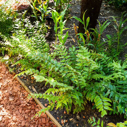 Bogen-Sichelfarn - Bakker
