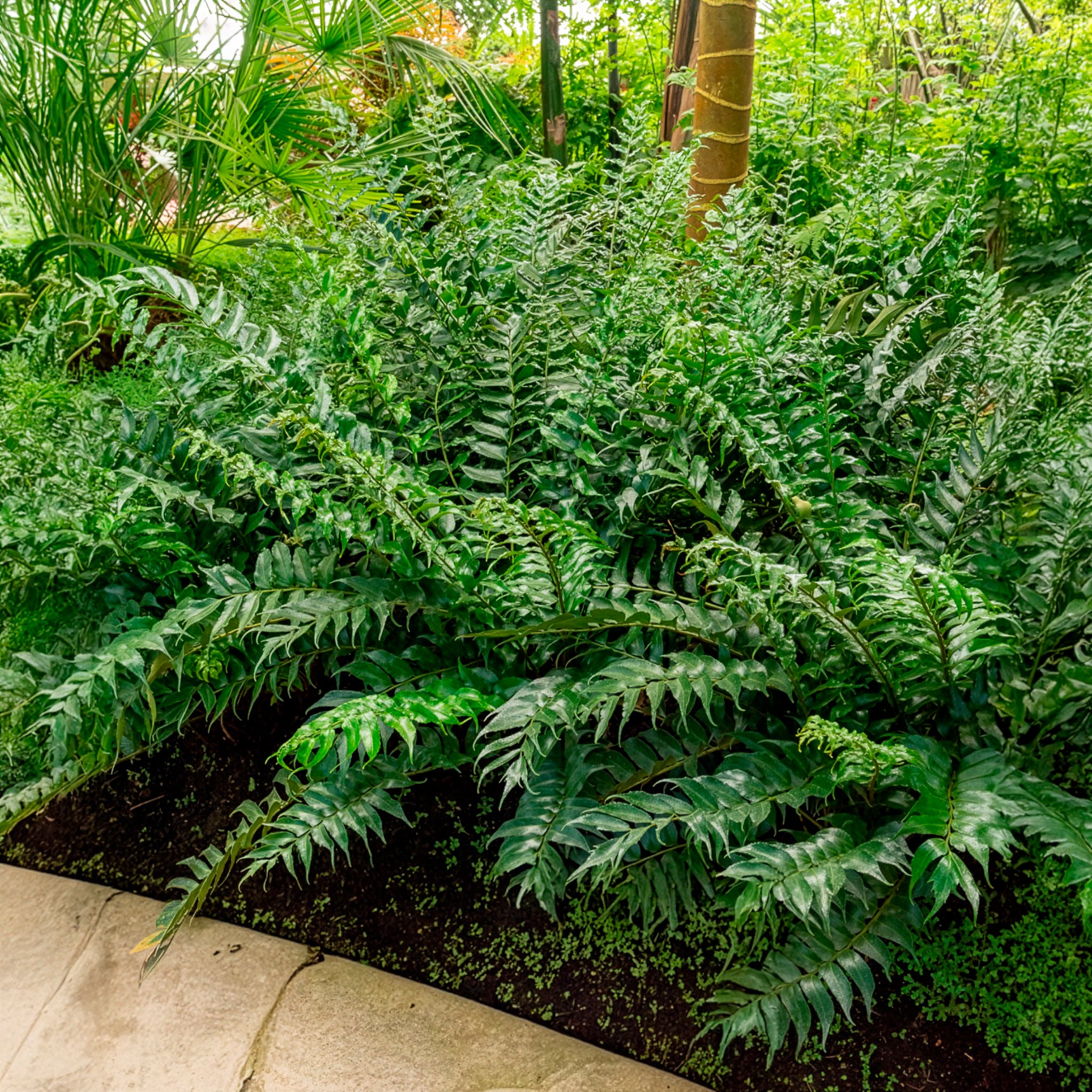 Cyrtomium falcatum - Bogen-Sichelfarn - Stauden