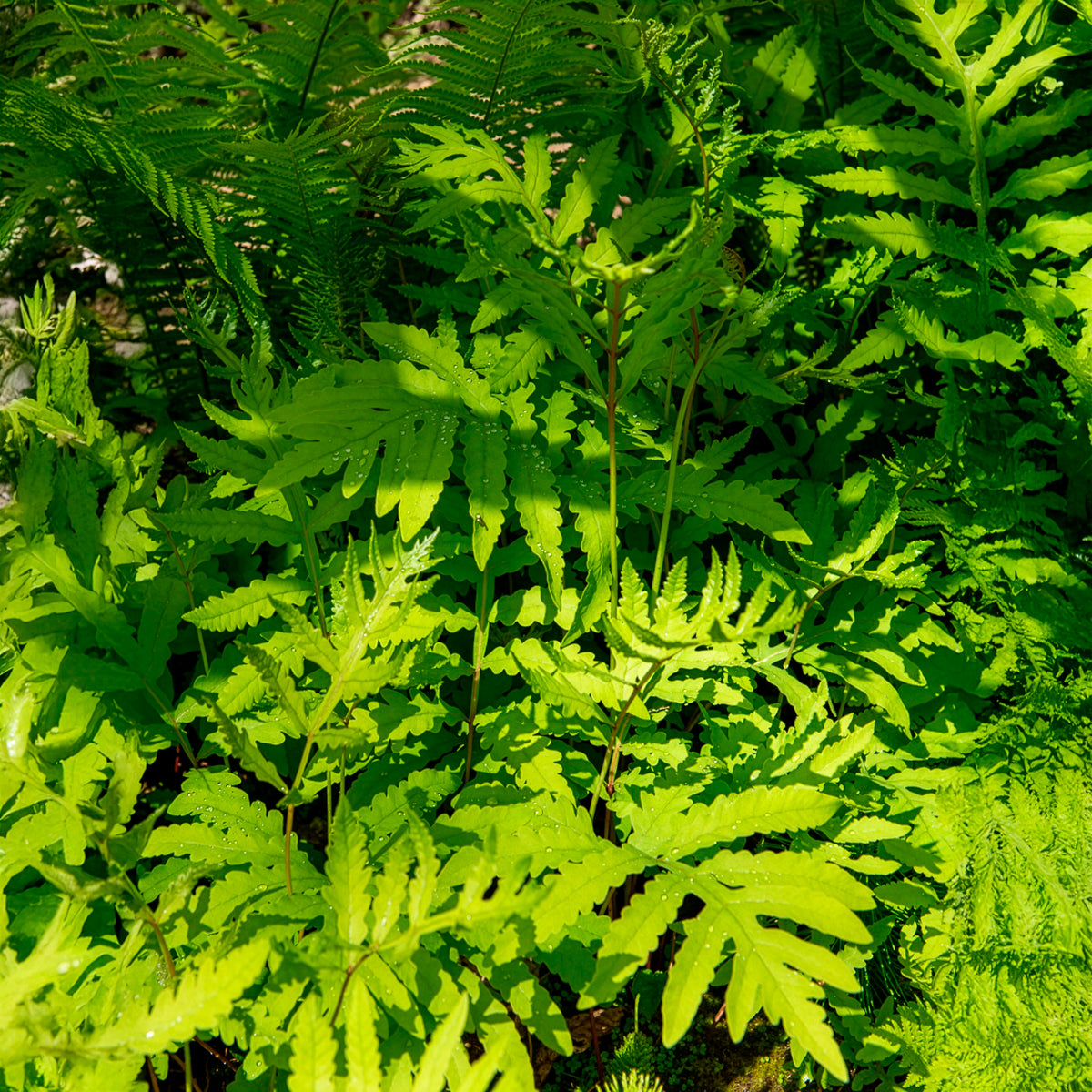 Perlfarn (Onoclea sensibilis) - Onoclea sensibilis - Bakker