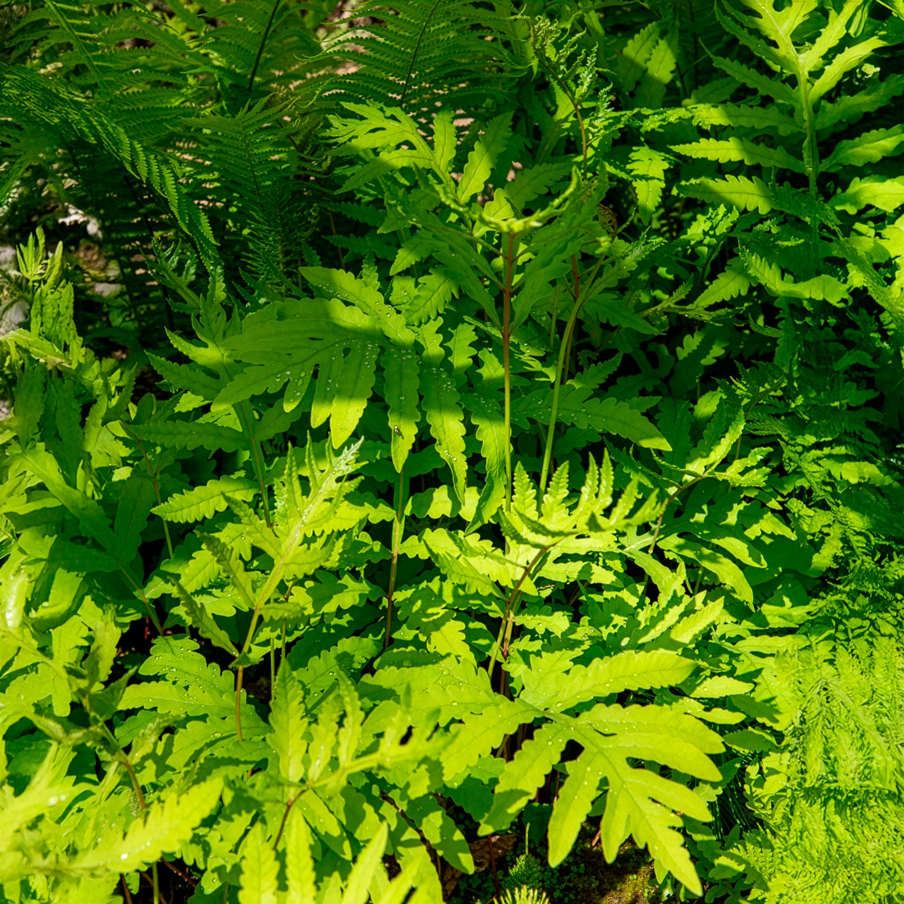 Empfindlicher Farn Empfindliche Nachtkerze - Onoclea sensibilis - Bakker