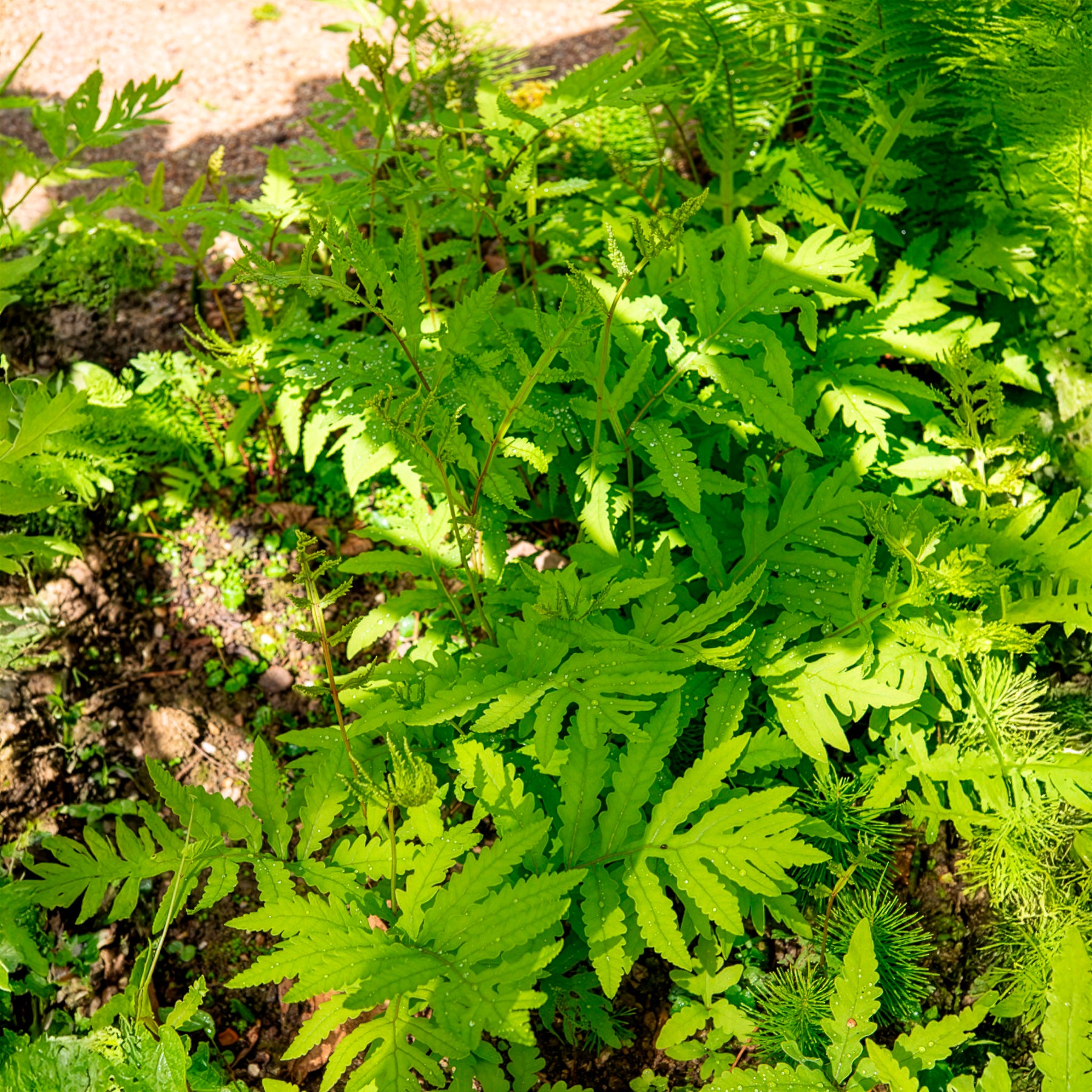 Onoclea sensibilis - Empfindlicher Farn Empfindliche Nachtkerze - Farne