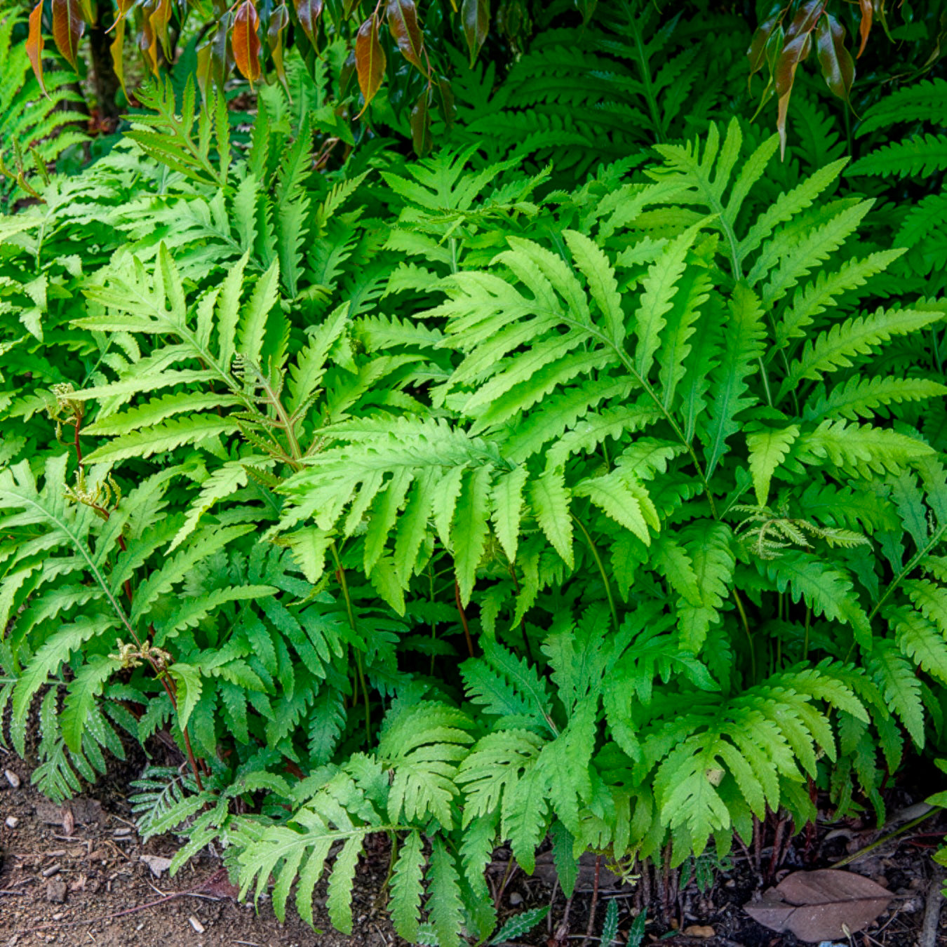 Farne - Empfindlicher Farn Empfindliche Nachtkerze - Onoclea sensibilis