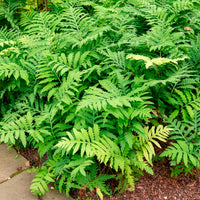 Verkauf Empfindlicher Farn Empfindliche Nachtkerze - Onoclea sensibilis