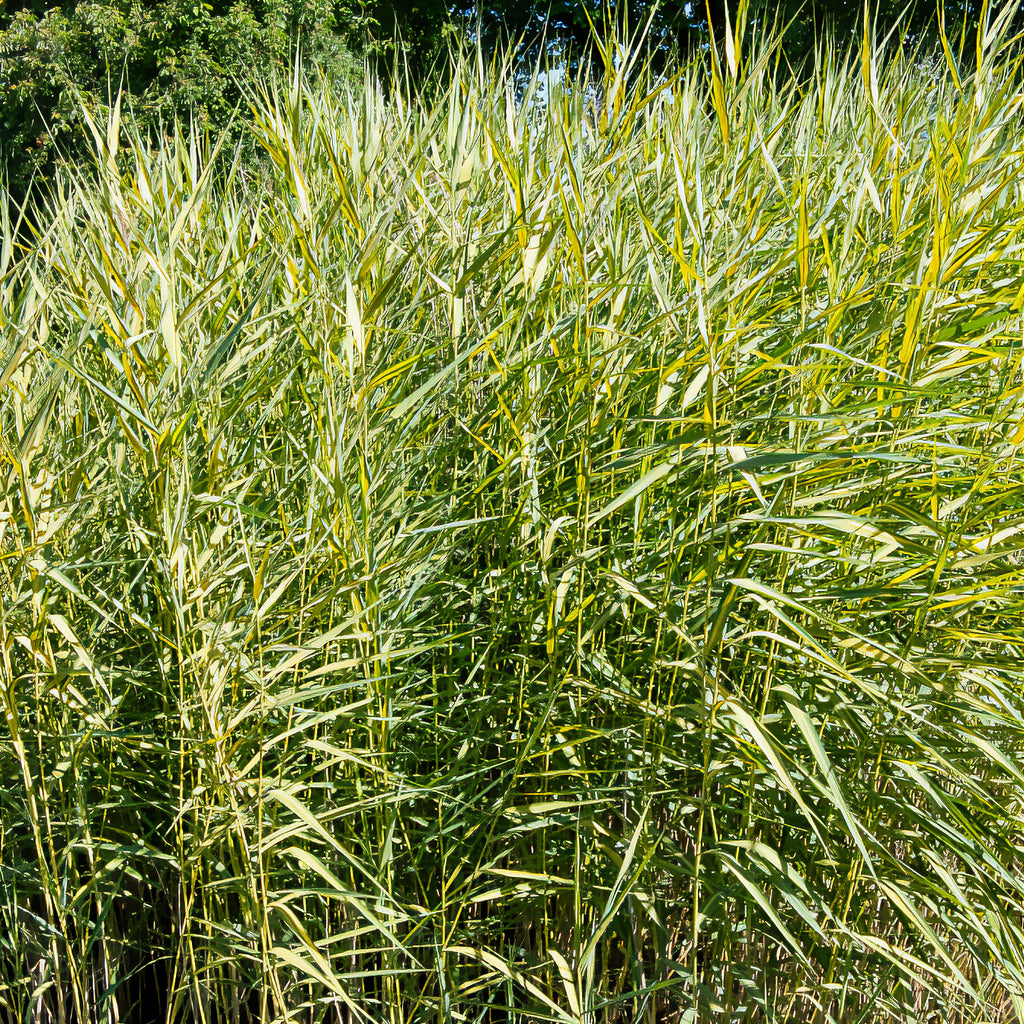 Gelbbuntes Schilf - Phragmites australis variegatus
