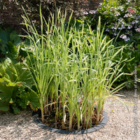 Rohrkolben Variegata