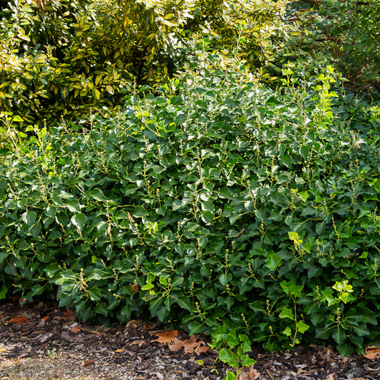 Strauch-Efeu - Bakker