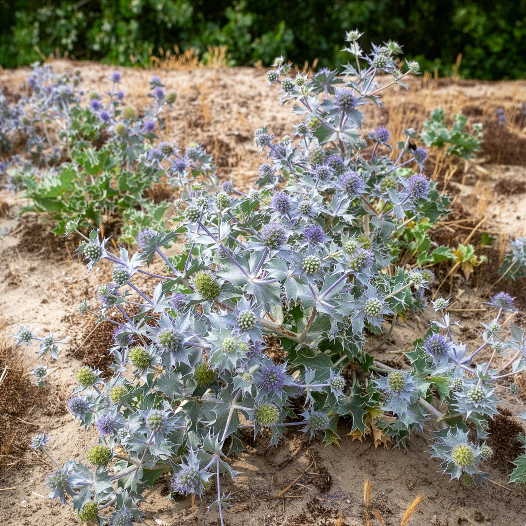 Stranddistel - Eryngium maritimum - Bakker