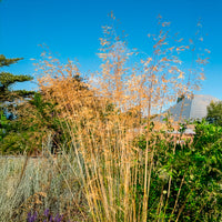 Riesige Stipe Riesiger Hafer - Gräser - Bakker