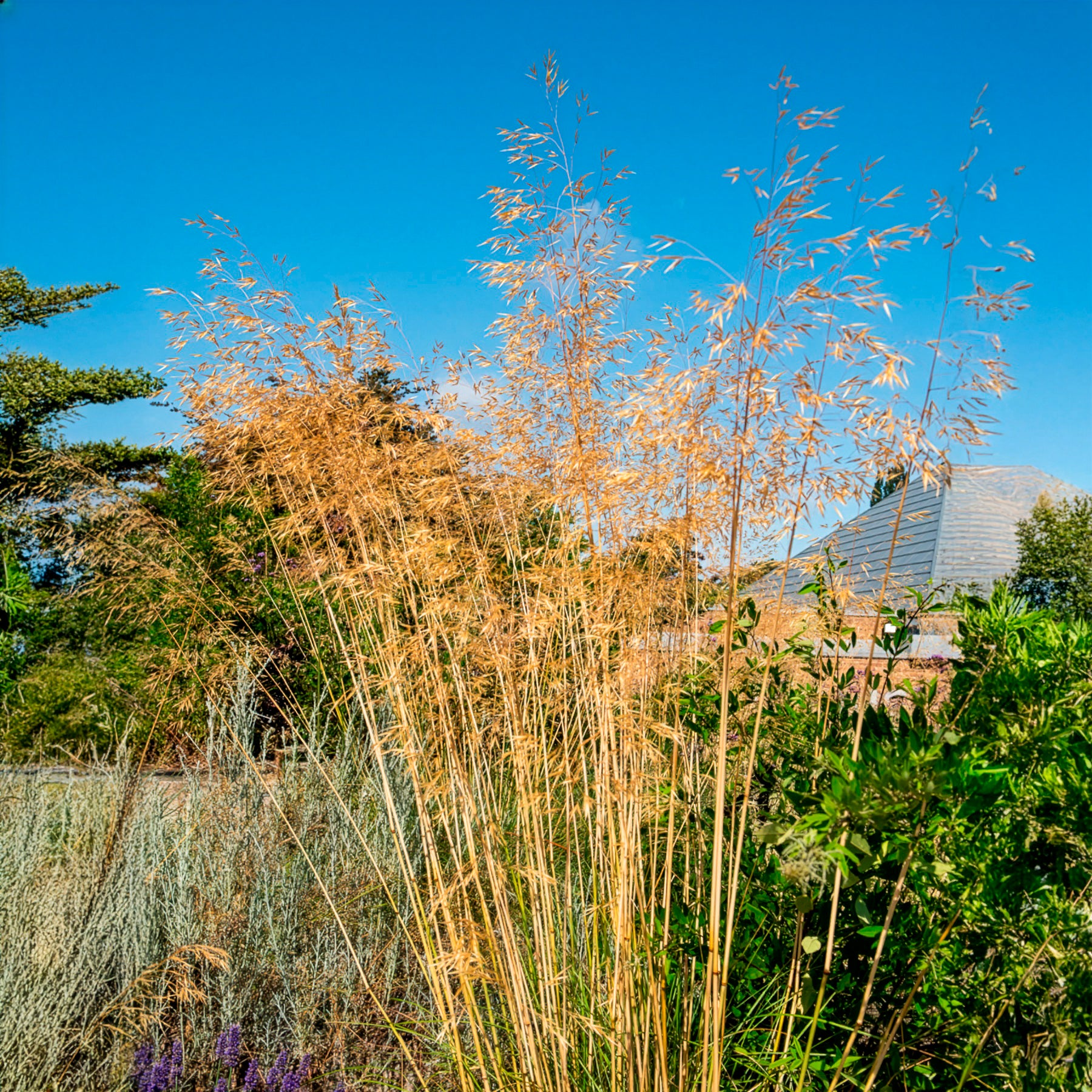 Riesige Stipe Riesiger Hafer - Gräser - Bakker