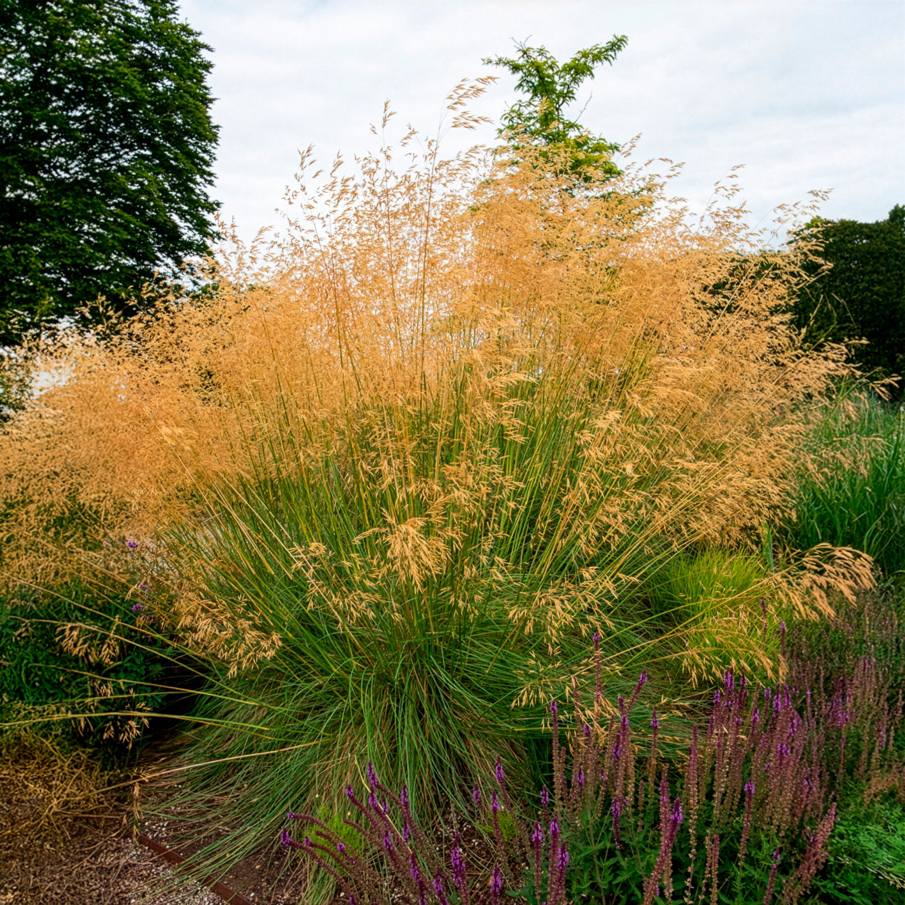 Verkauf Riesige Stipe Riesiger Hafer