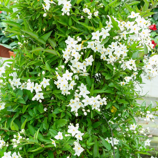 Sommerjasmin Morelle - Solanum jasminoides - Gartenpflanzen