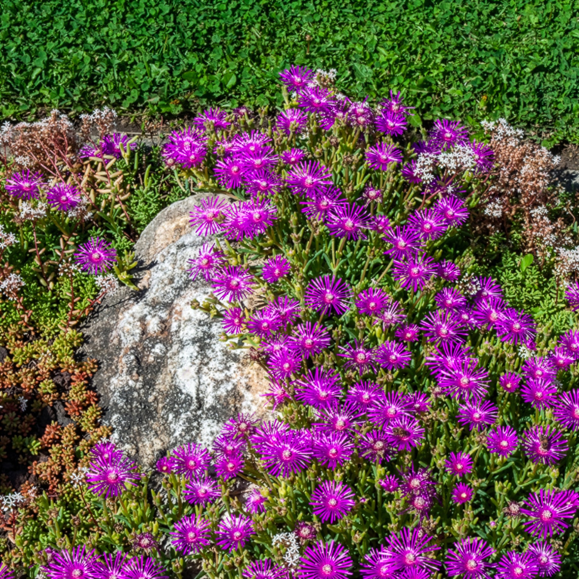 Verkauf Stauden Mittagsblume - Delosperma cooperi