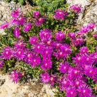  - Stauden Mittagsblume - Delosperma cooperi