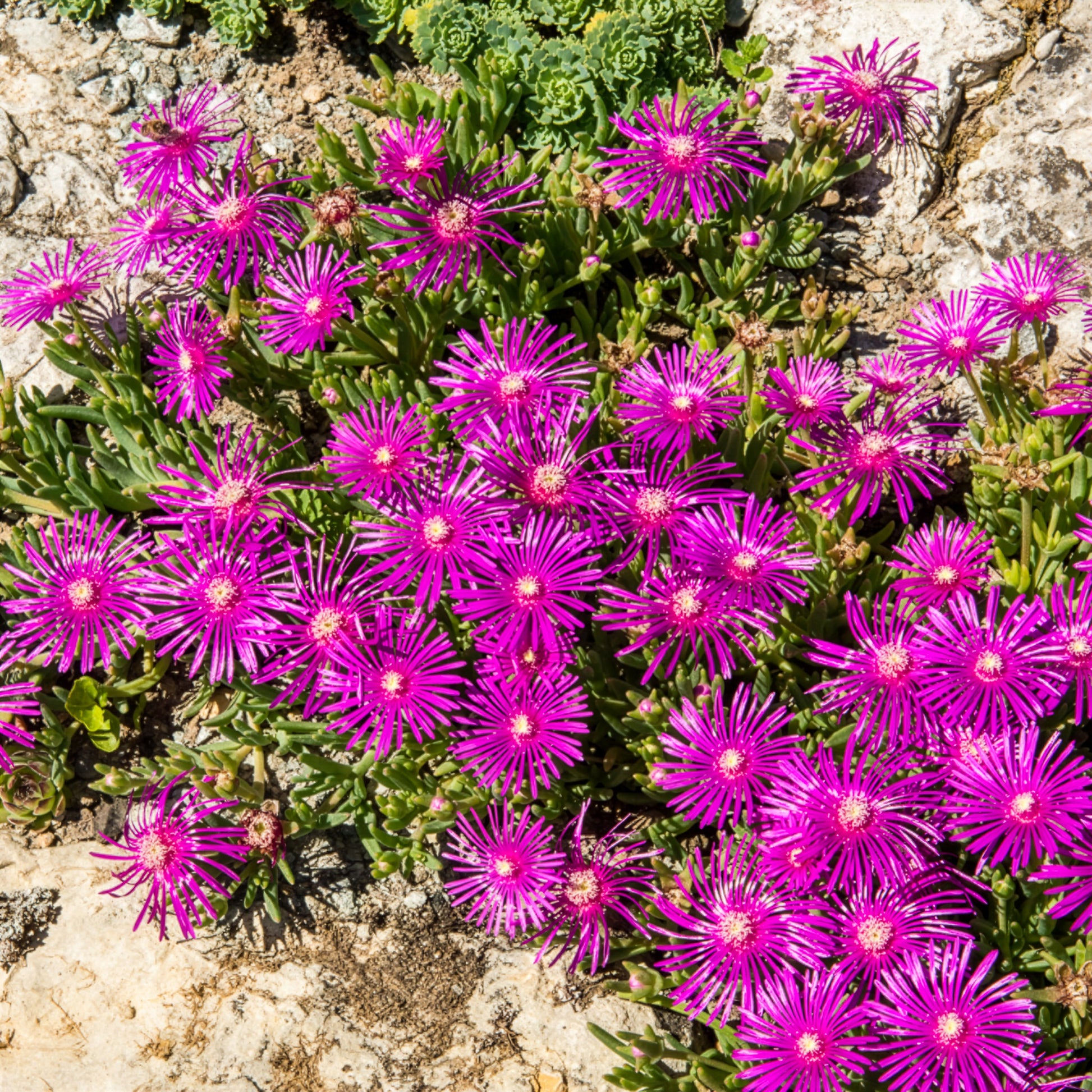  - Stauden Mittagsblume - Delosperma cooperi
