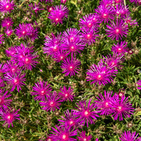 Stauden Mittagsblume - Delosperma cooperi - Bakker
