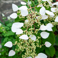 Spalthortensie - Schizophragma hydrangeoïdes - Bakker