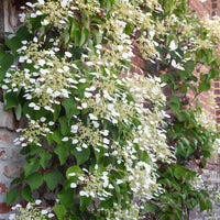 Schizophragma hydrangeoïdes - Spalthortensie - Kletterpflanzen