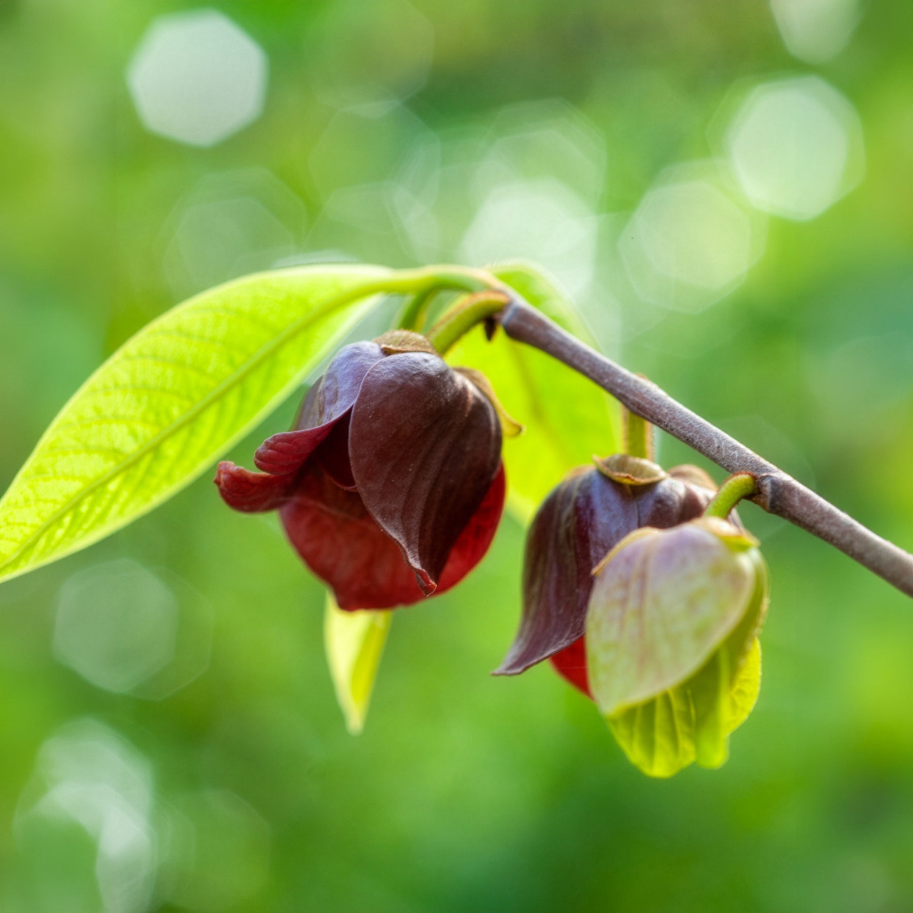 Verkauf  - Asimina Triloba Prima