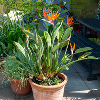 Verkauf Paradiesvogelblume Strelitzia - Strelitzia reginae