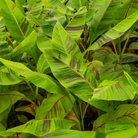 Bananenbaum   - Japanische Bananenpflanze Ever Red - Musa sikkimmensis Ever Red