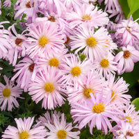 Glattblatt-Aster 'Fellowship' - Bakker