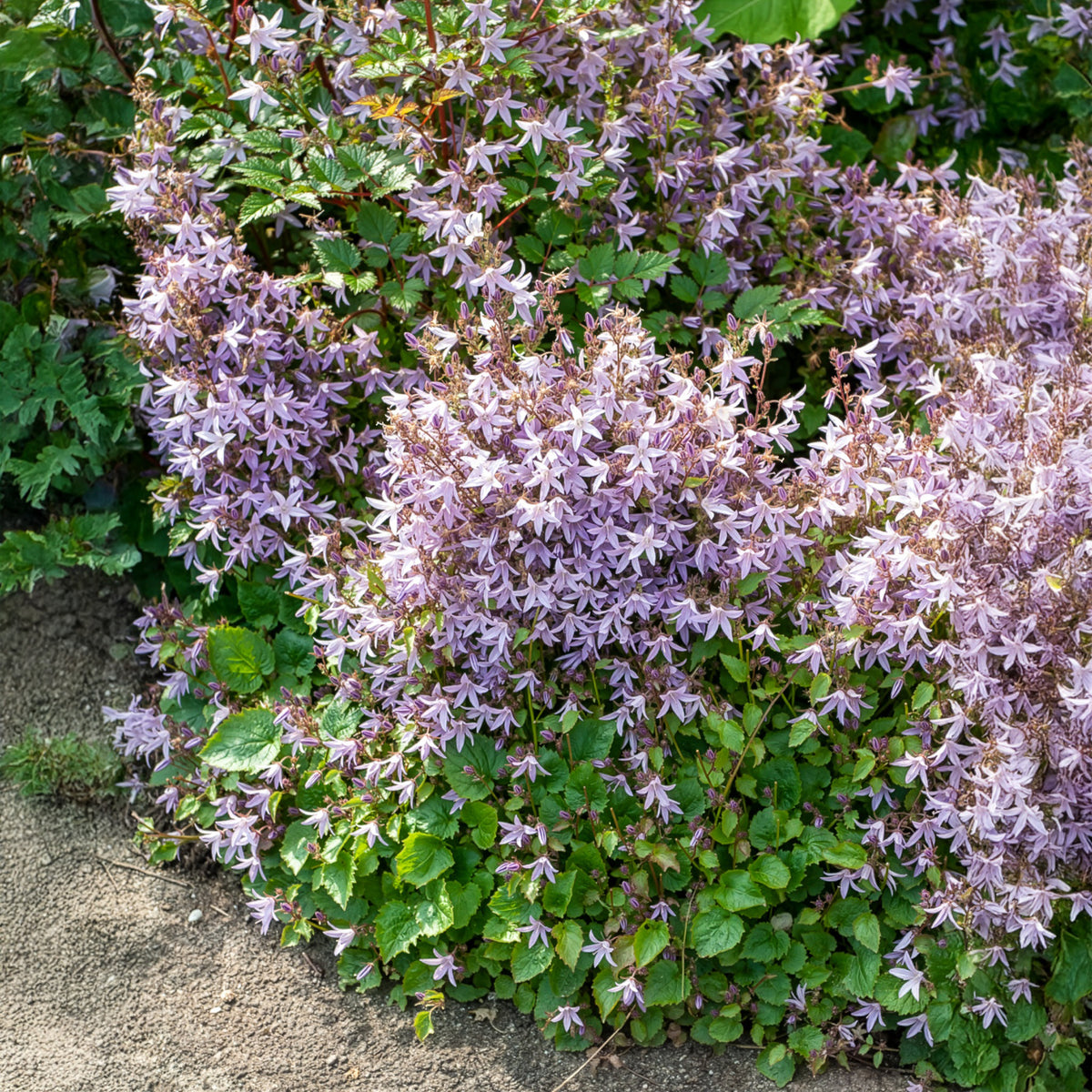 Hängepolster-Glockenblume Lisduggan - Campanula poscharskyana Lisduggan Variety - Bakker