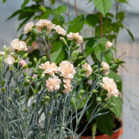 Feder-Nelke Devon Cream - Dianthus plumarius Devon Cream - Bakker