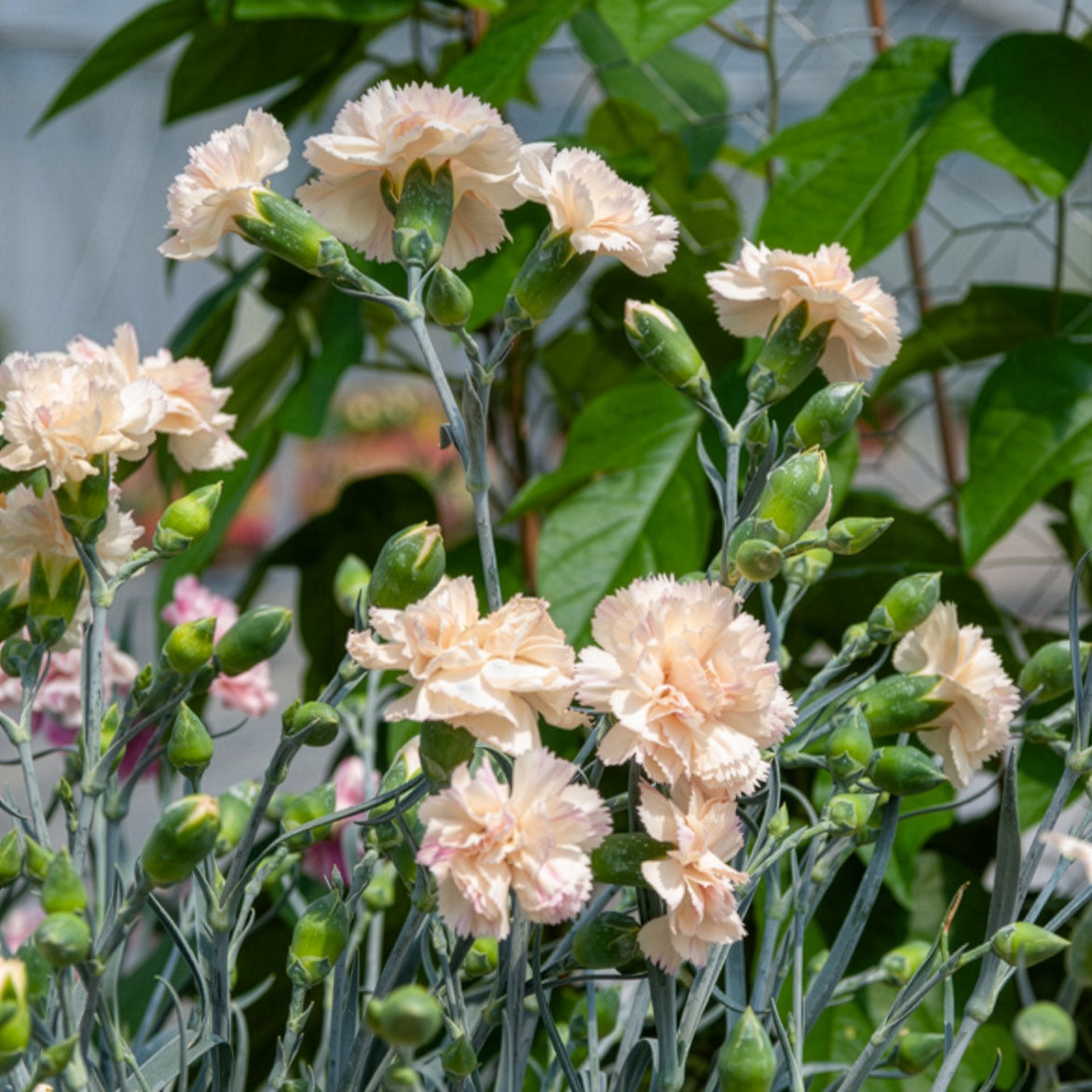 Feder-Nelke Devon Cream - Bakker