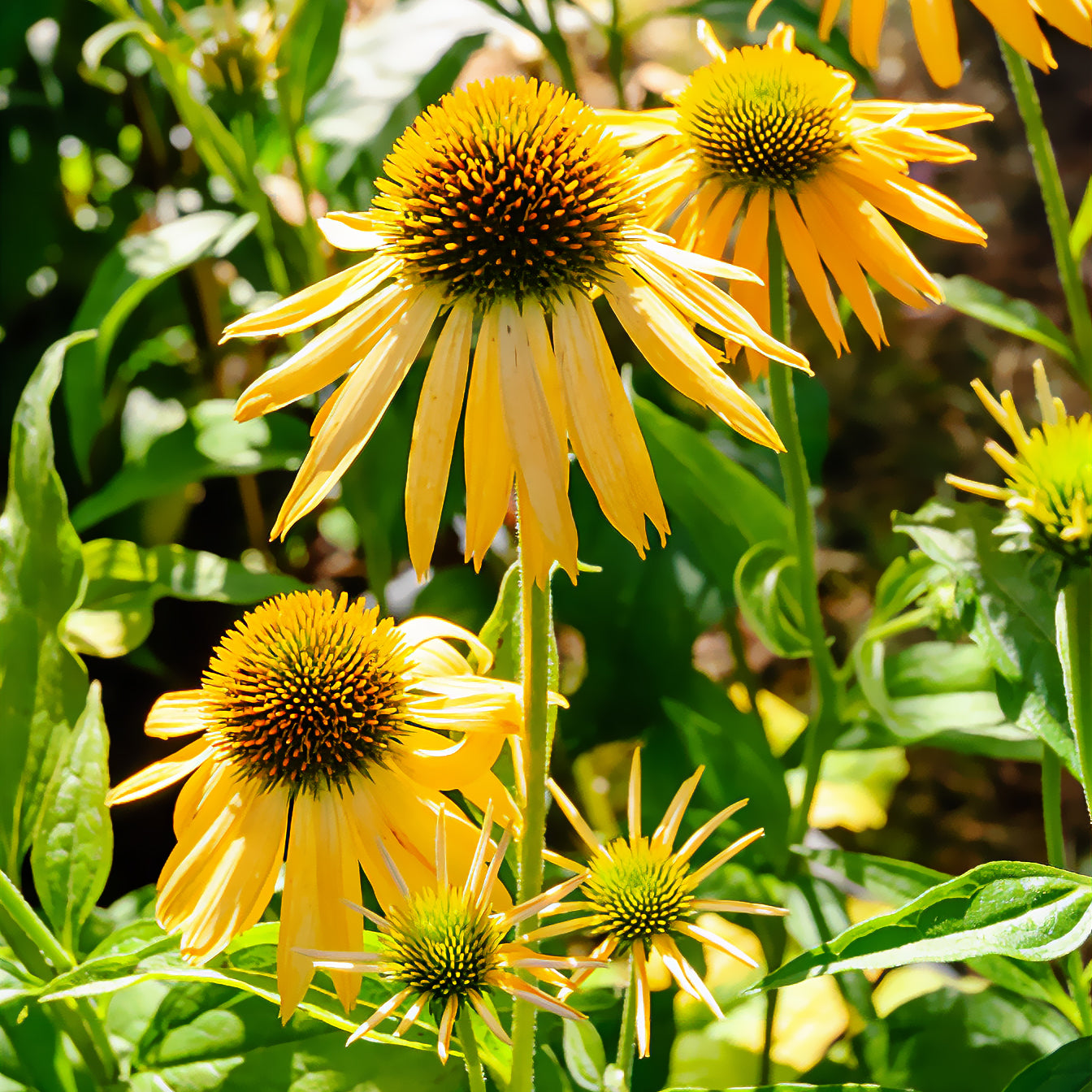 Echinacea purpurea ruby giant - Sonnenhut 'Harvest Moon' - Sonnenhut - Echinacea