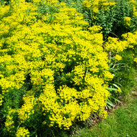 Zypressen-Wolfsmilch - Bakker