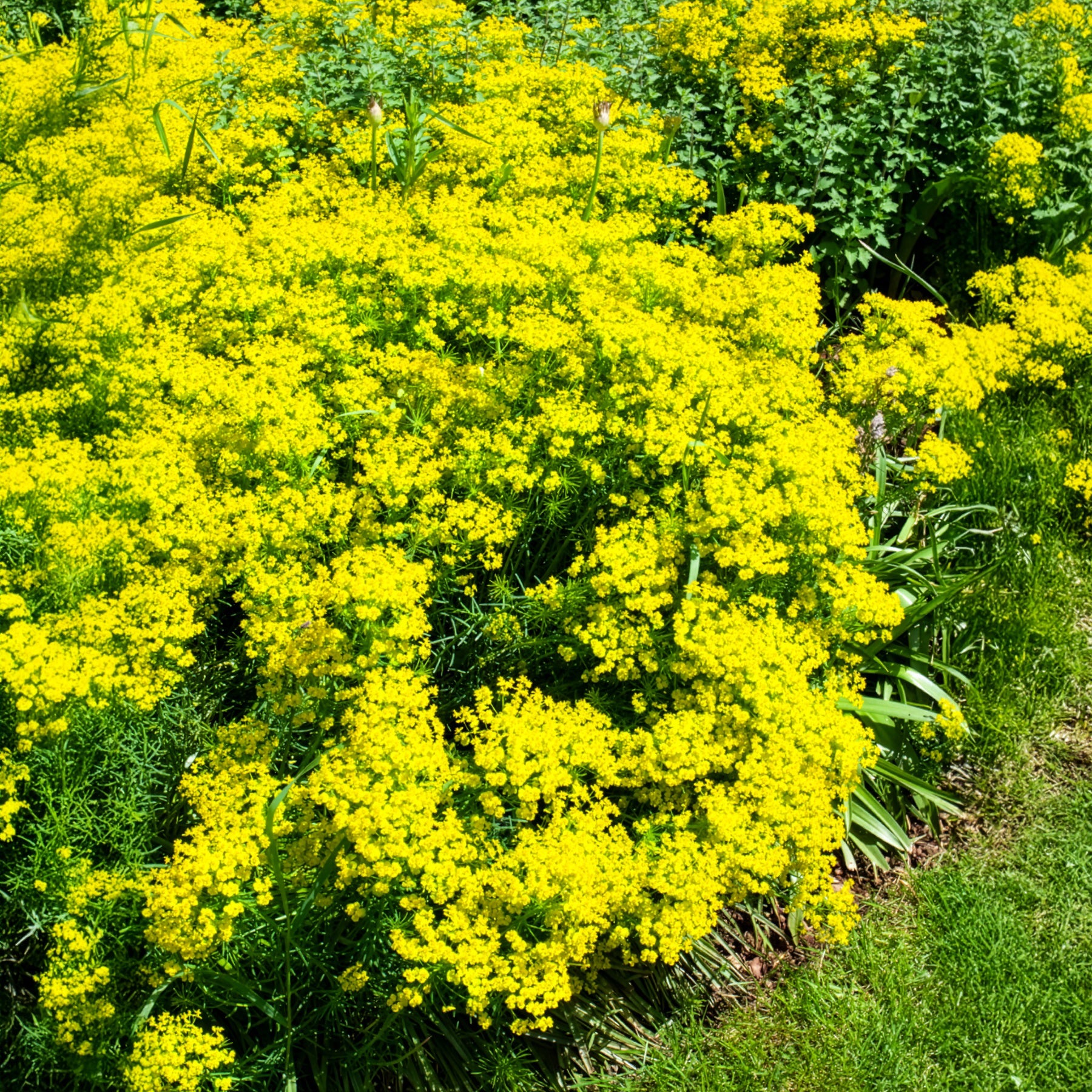 Zypressen-Wolfsmilch - Bakker