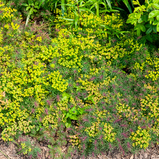 Zypressen-Wolfsmilch Fens Ruby - Bakker
