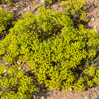 Wolfsmilch   - Zypressen-Wolfsmilch - Euphorbia cyparissias