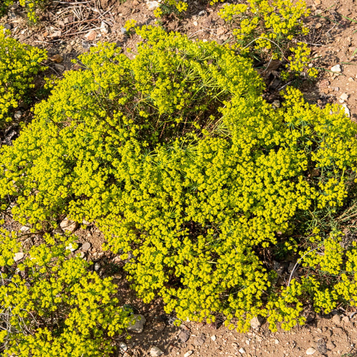 Verkauf Zypressen-Wolfsmilch - Euphorbia cyparissias