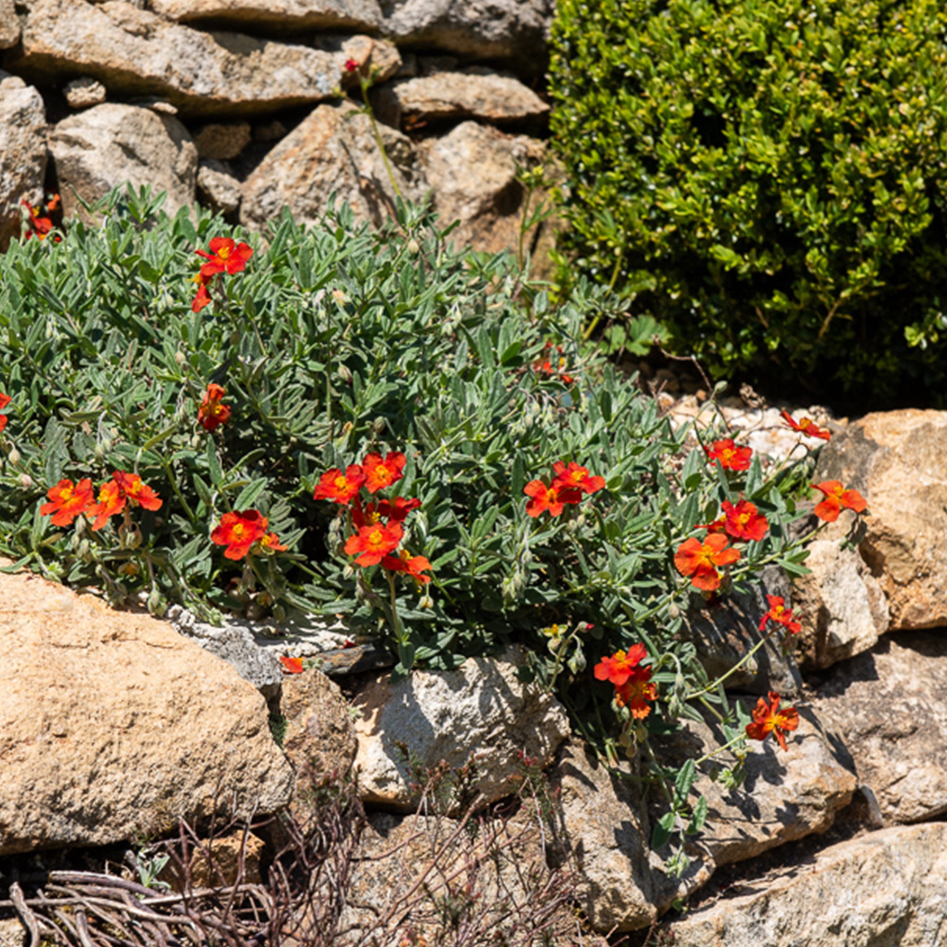 Helianthemum bronzeteppich - Sonnenröschen 'Bronzeteppich' - Helianthemen