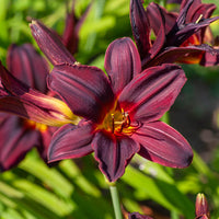 Hemerocallis American Revolution - Hemerocallis american revolution - Bakker